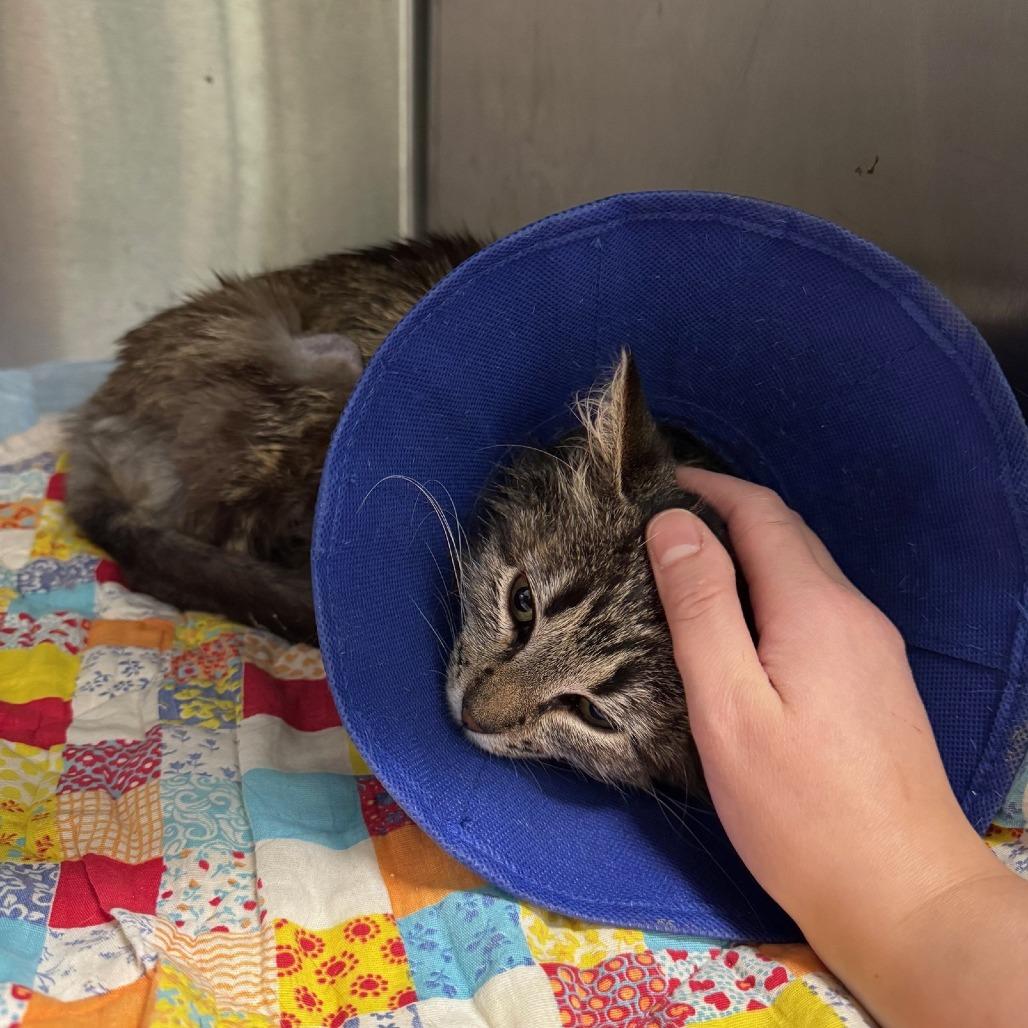 Acorn*, a Adoptable Domestic Medium Hair in San Gabriel, CA image 3/6