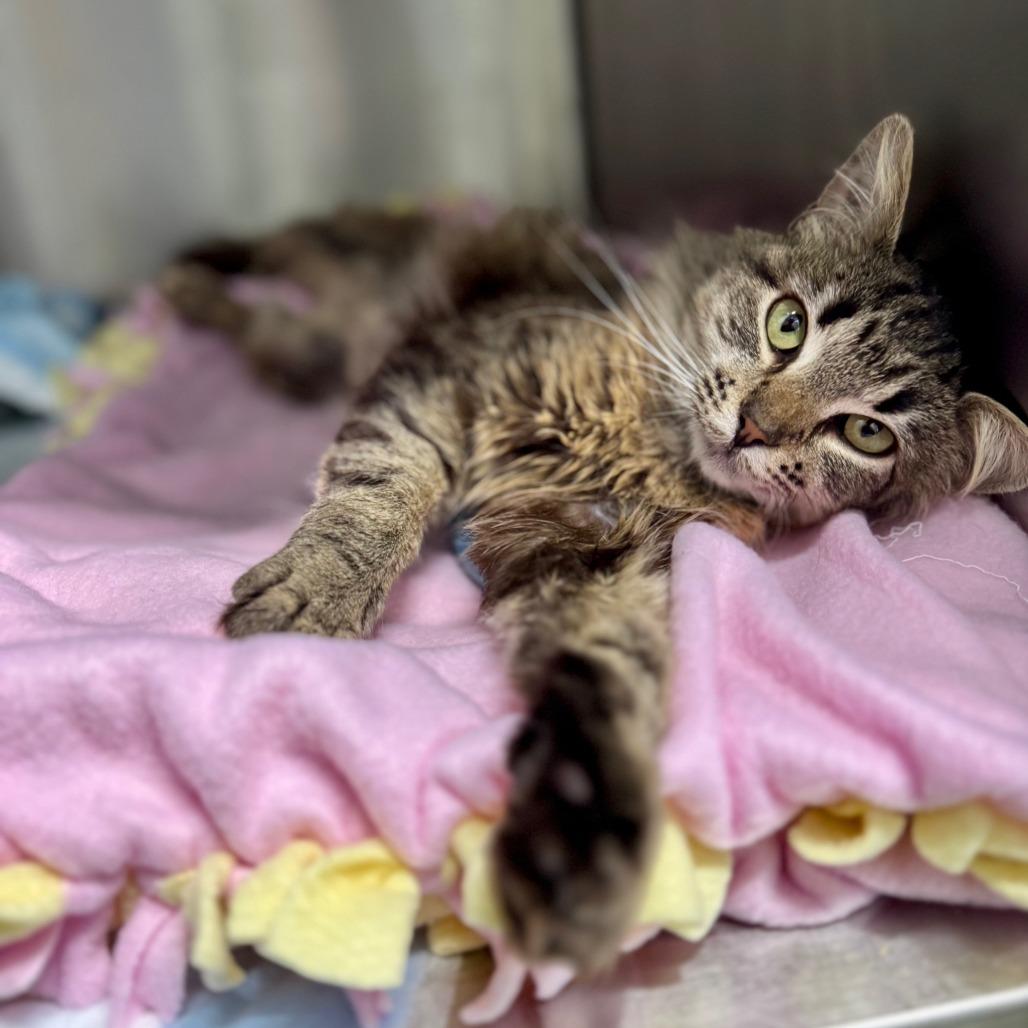 Acorn*, a Adoptable Domestic Medium Hair in San Gabriel, CA image 4/6