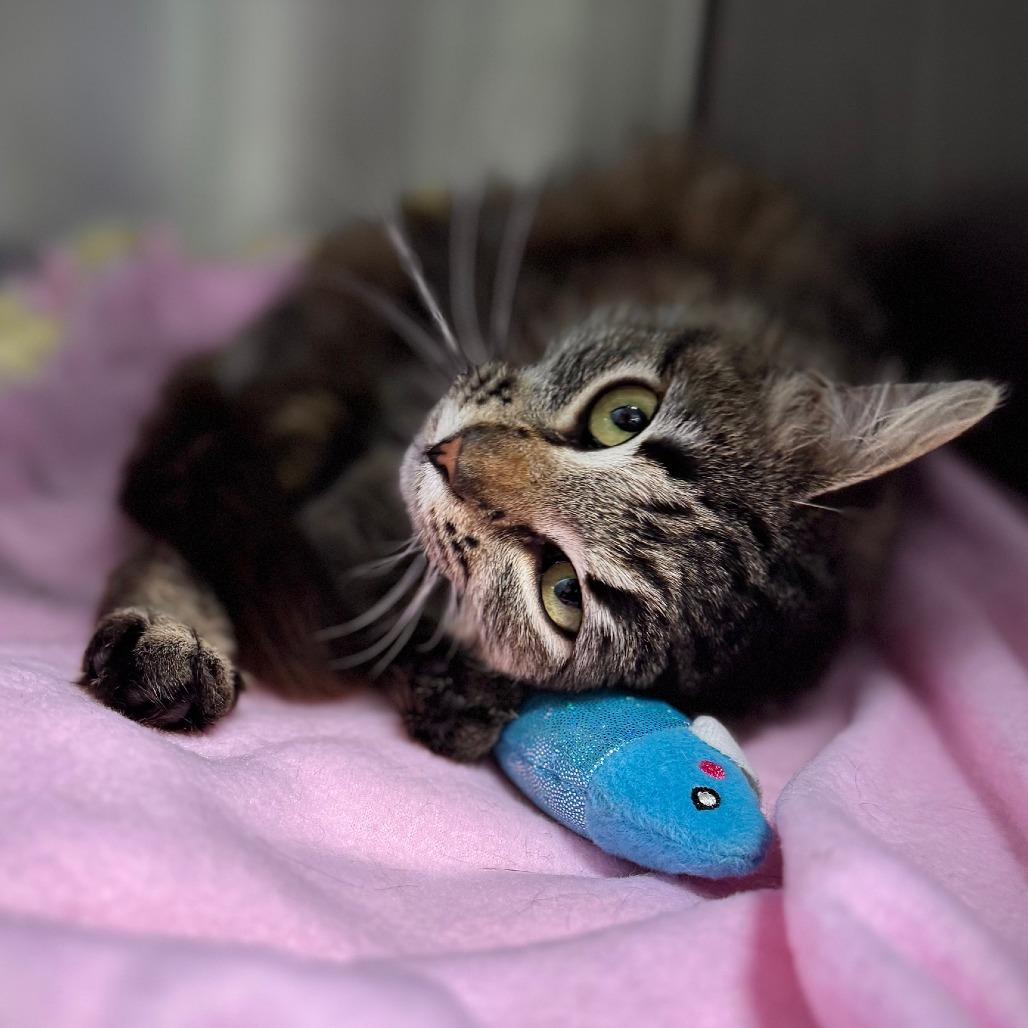Acorn*, a Adoptable Domestic Medium Hair in San Gabriel, CA image 5/6