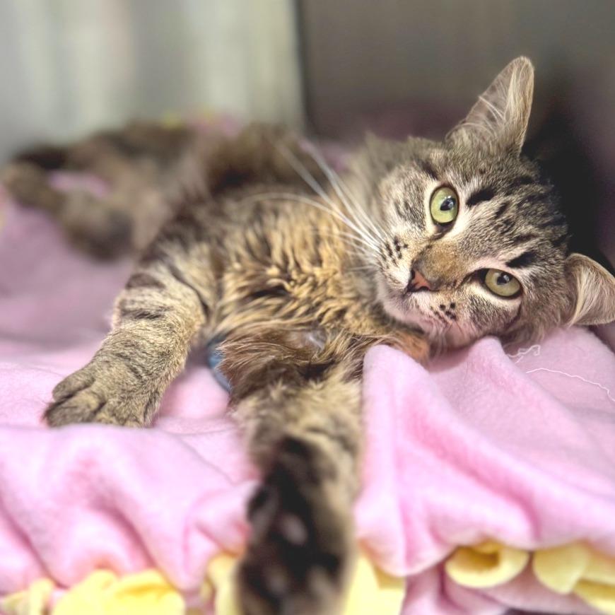 Enlarge Acorn*, a Adoptable Domestic Medium Hair in San Gabriel, CA image 5/6