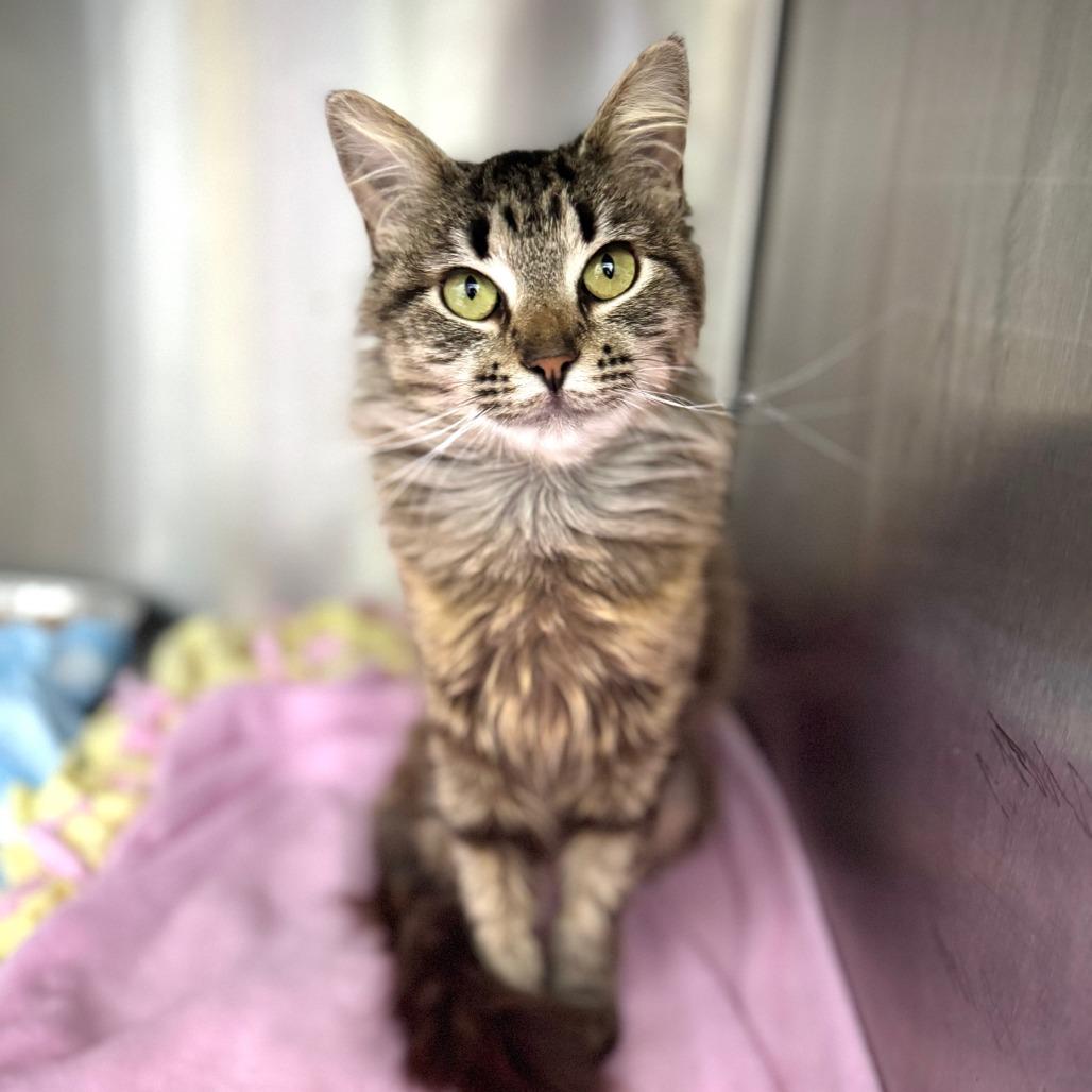 Acorn*, a Adoptable Domestic Medium Hair in San Gabriel, CA image 6/6