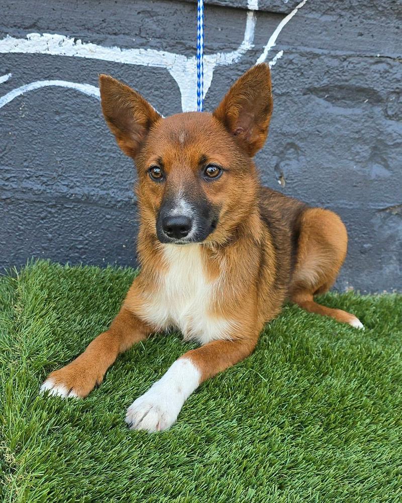 Starfruit, Adoptable, Young Female Australian Kelpie & Australian Shepherd.