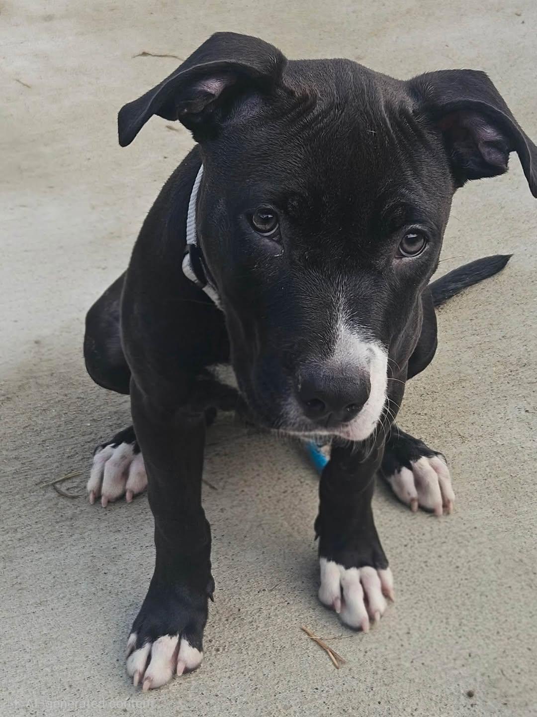 Jester, ADOPTABLE, Puppy Male Terrier & American Staffordshire Terrier.