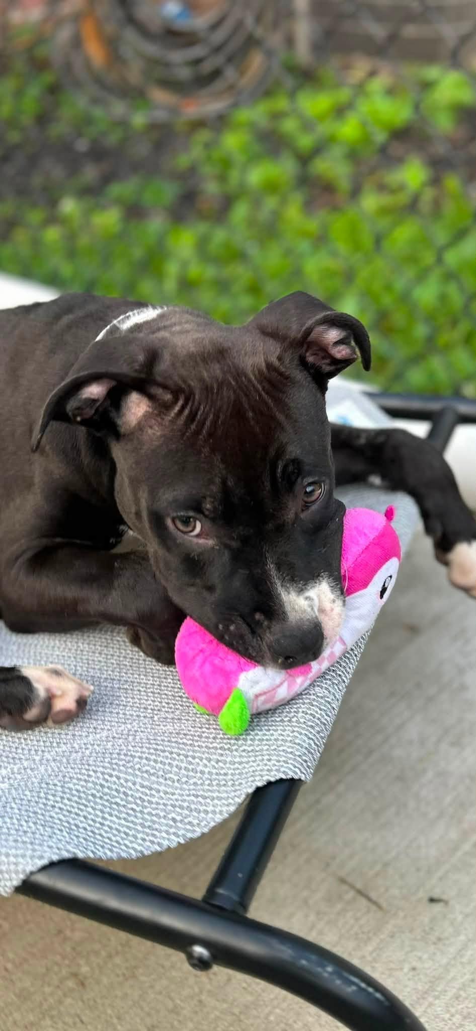 Enlarge Jester, a ADOPTABLE mixed breed in Whitestown, IN image 2/2