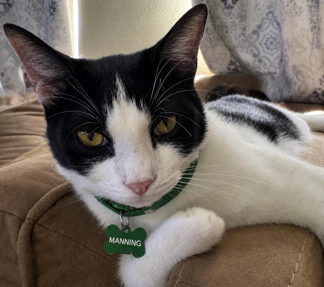 MANNING, an adoptable American Shorthair in Grand Prairie, TX image 2/4