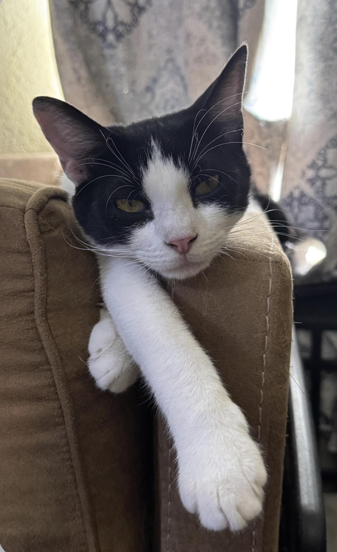 MANNING, an adoptable American Shorthair in Grand Prairie, TX image 3/4