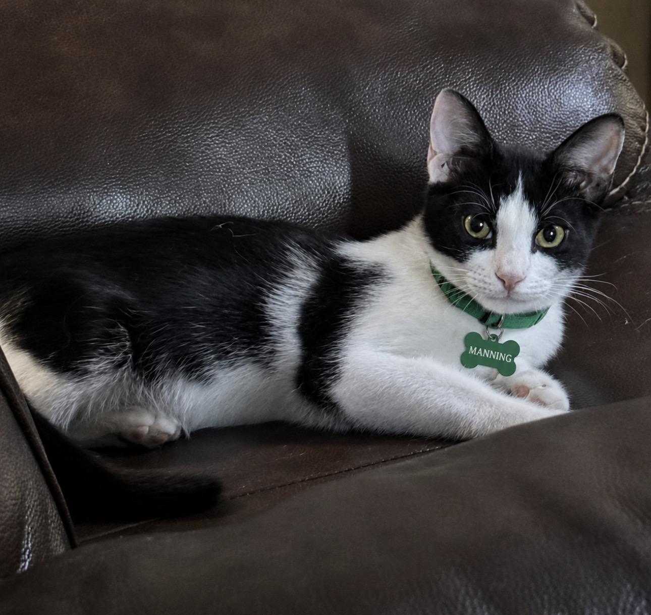 MANNING, an adoptable American Shorthair in Grand Prairie, TX image 1/4