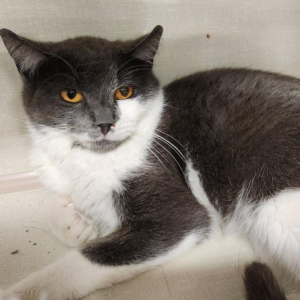 Navis, Adoptable, Adult Male Domestic Short Hair.