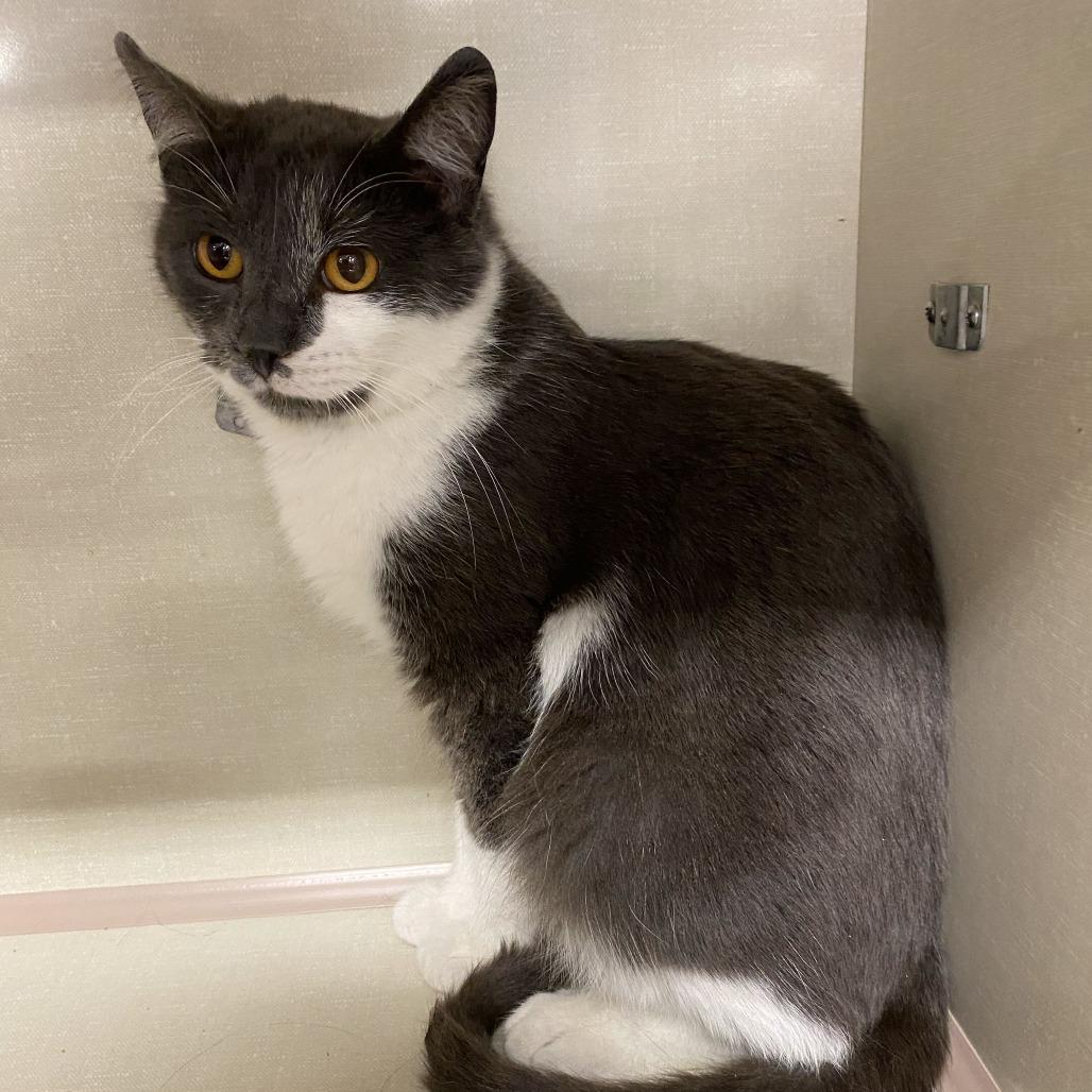 Enlarge Navis, a Adoptable Domestic Short Hair in St. Paul, MN image 2/2