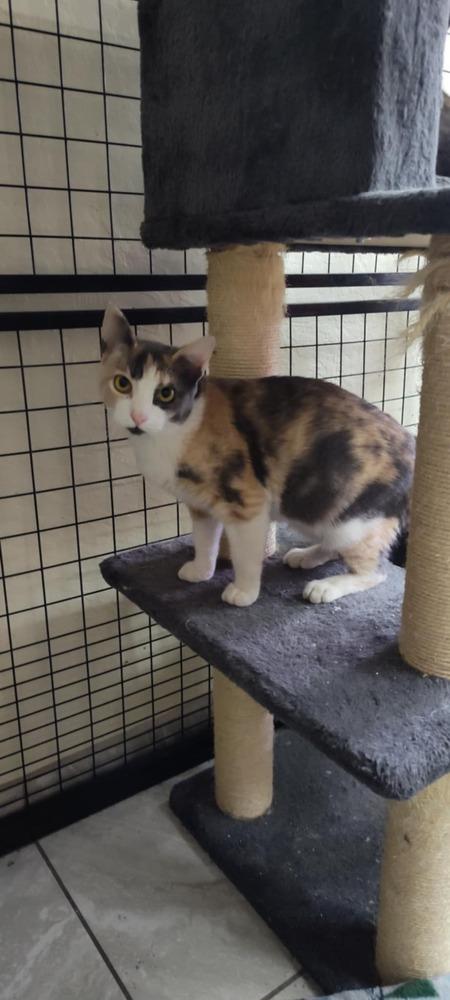 Kit Kat, Adoptable, Adult Female Calico.