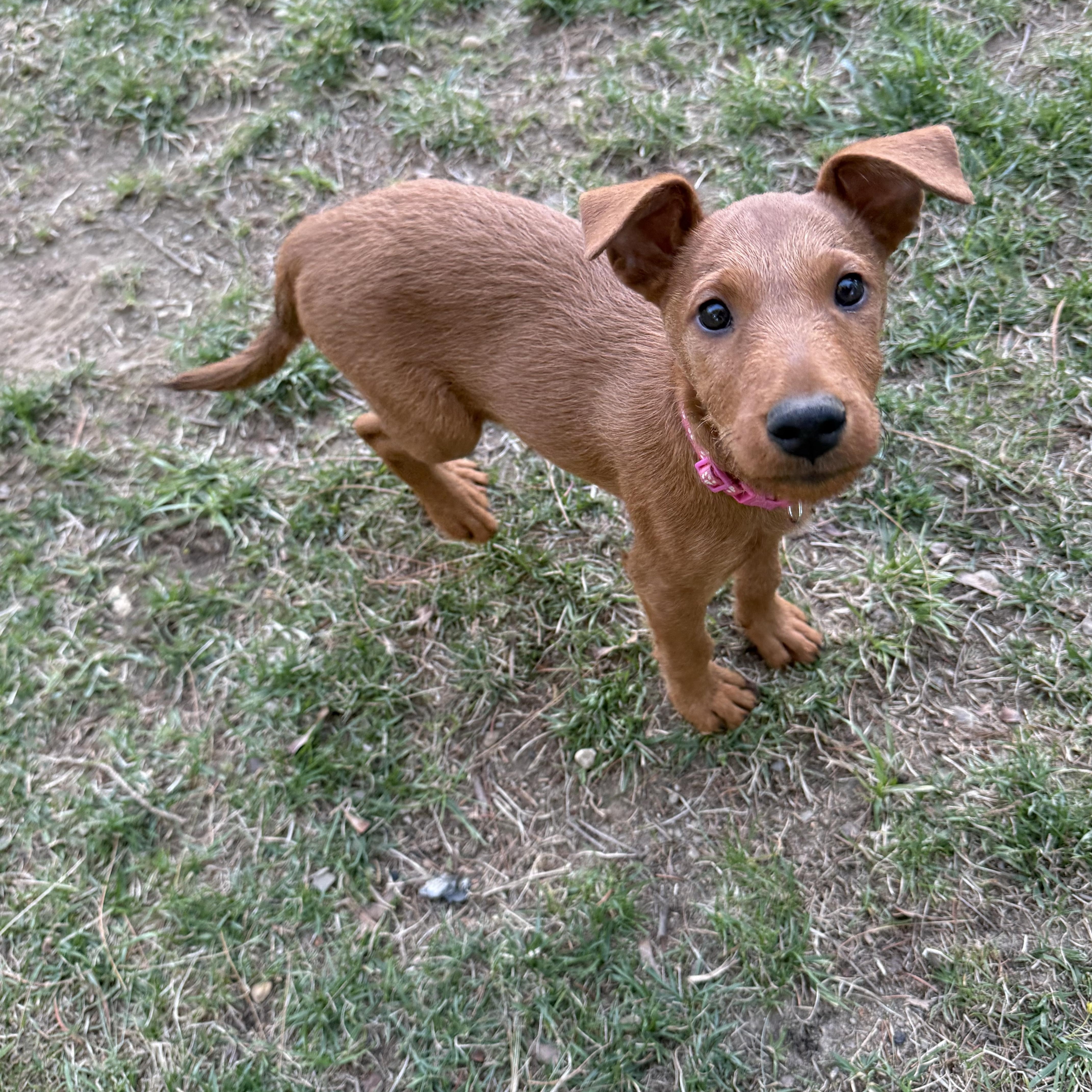 Enlarge Bailey, a ADOPTABLE Irish Terrier in Delmar, NY image 2/3