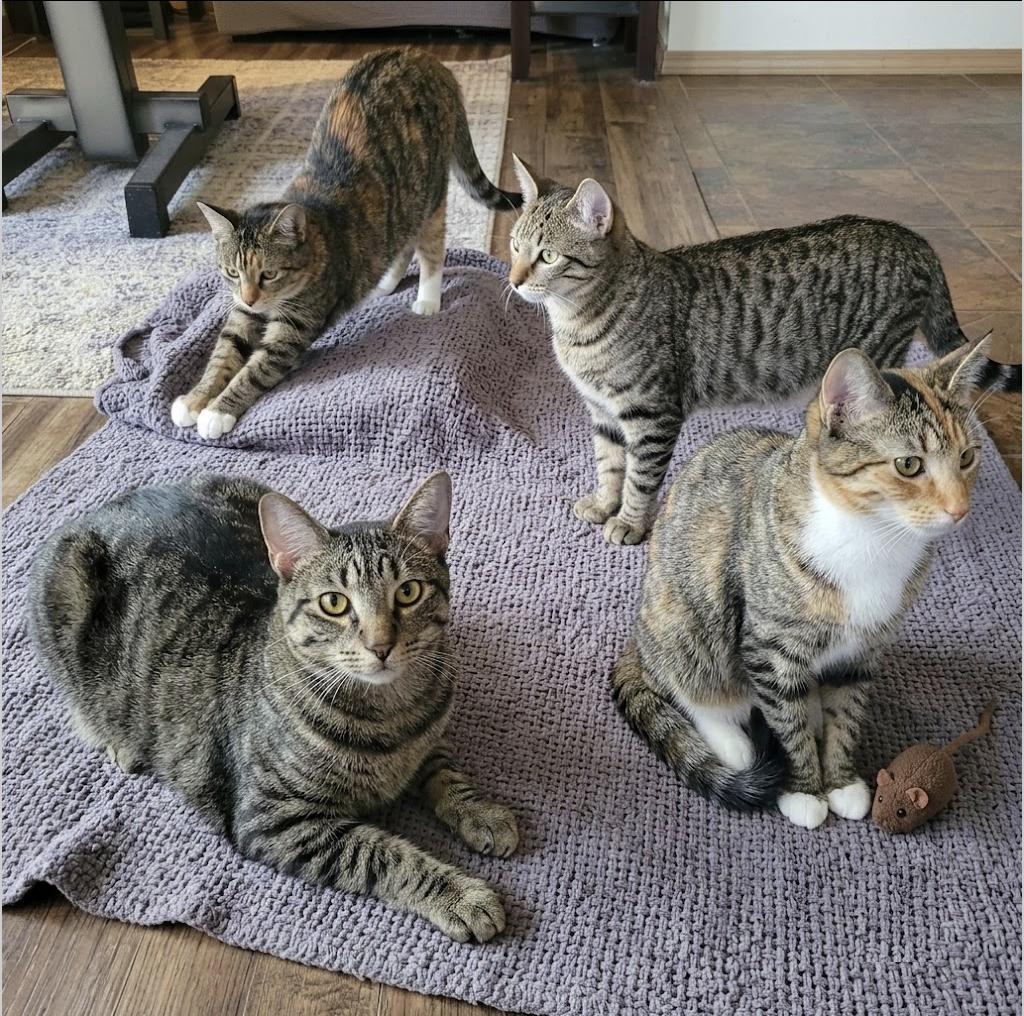 Enlarge Charlie, and Echo, a ADOPTABLE Tabby in Houston, TX image 2/4