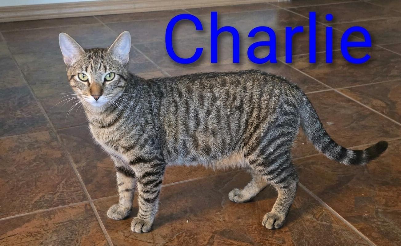 Enlarge Charlie, and Echo, a ADOPTABLE Tabby in Houston, TX image 3/4