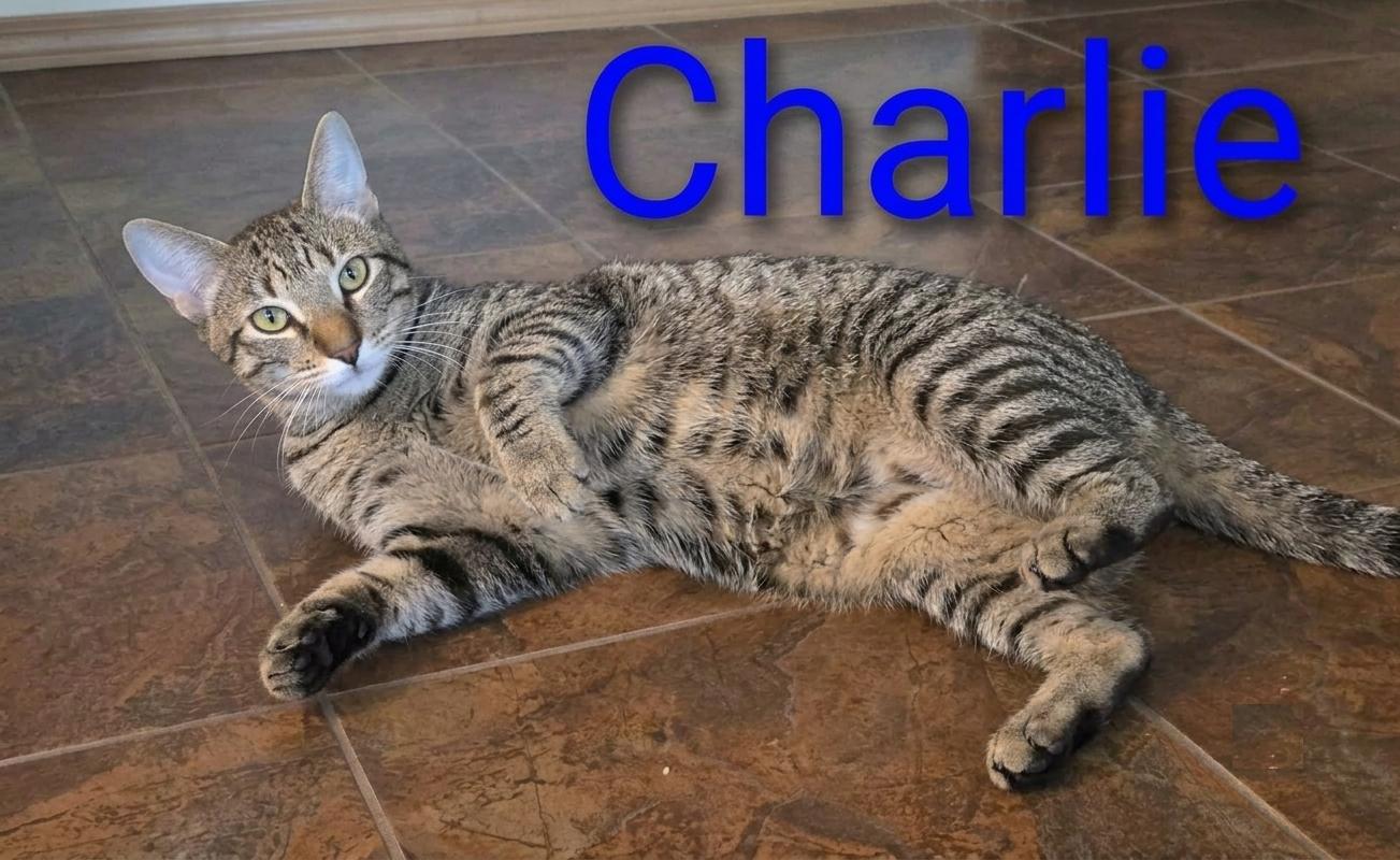 Charlie, and Echo, ADOPTABLE, Young Male Tabby.