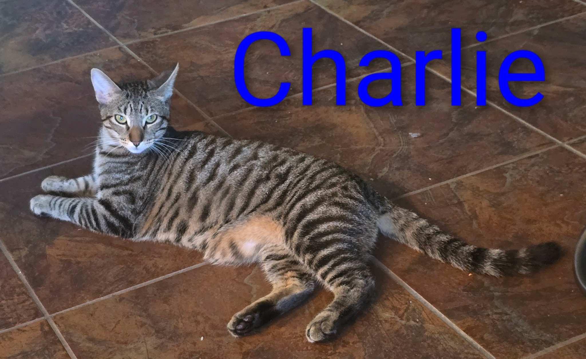 Enlarge Charlie, and Echo, a ADOPTABLE Tabby in Houston, TX image 4/4