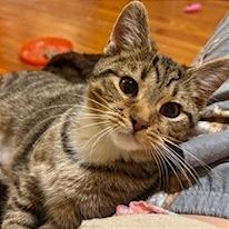 Nature Siblings: Ivy (16750), Adoptable, Young Female Domestic Short Hair.
