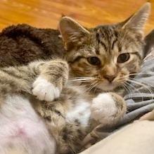 Nature Siblings: Ivy (16750), a Adoptable Domestic Short Hair in Washington, DC image 2/5