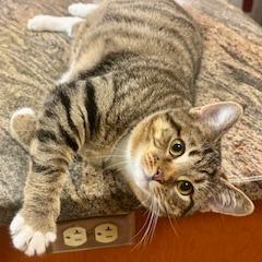 Nature Siblings: Ivy (16750), a Adoptable Domestic Short Hair in Washington, DC image 5/5