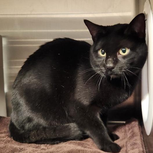 Emanon, Adoptable, Adult Male Domestic Short Hair.