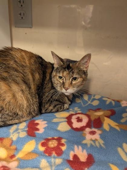 Enlarge Sadface, a Adoptable mixed breed in South Bend, IN image 1/1