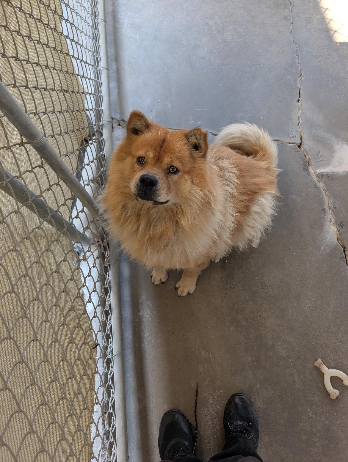 Enlarge Deliliah, a Adoptable Chow Chow in Marina del Rey, CA image 1/2