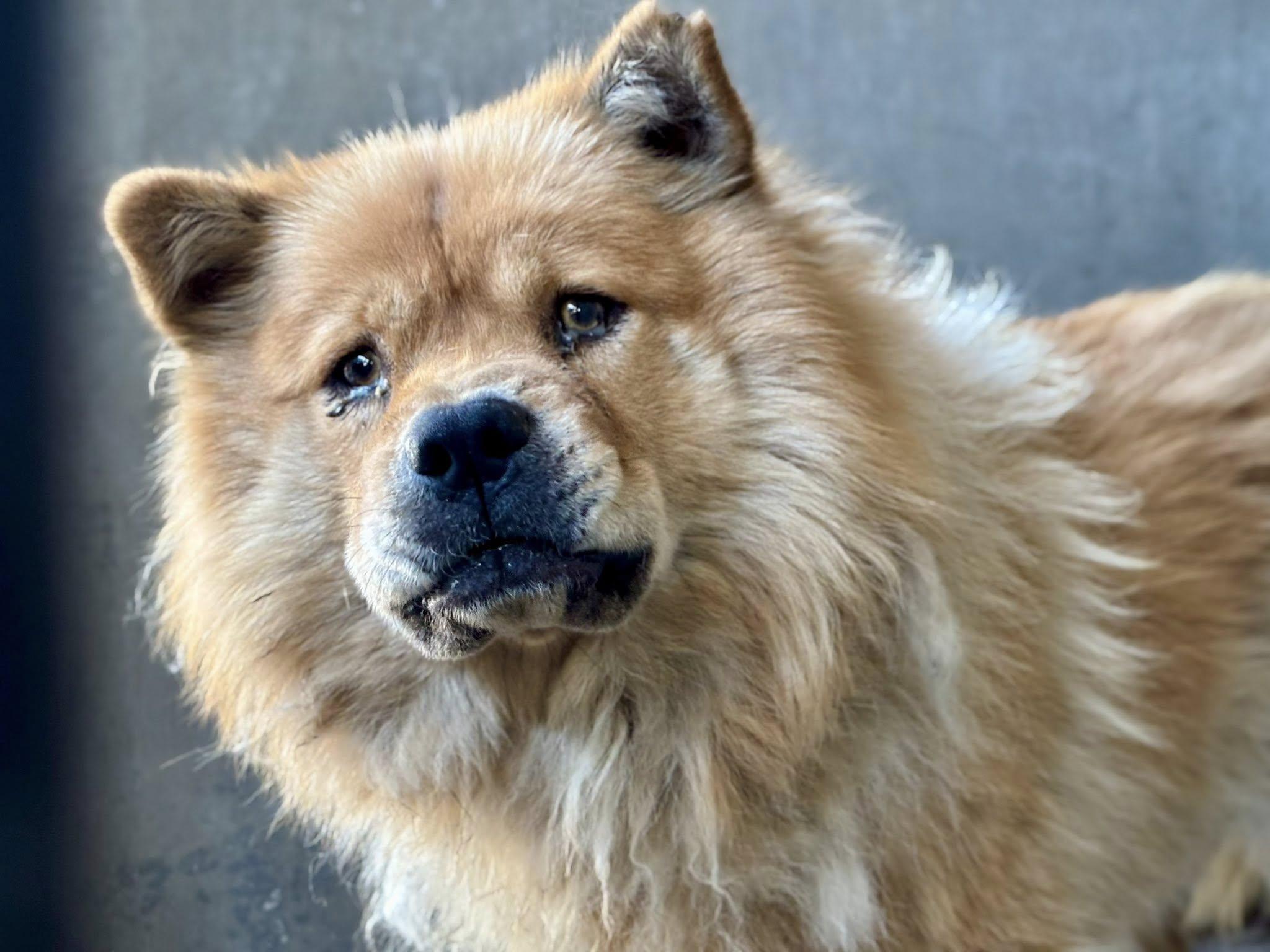 Enlarge Deliliah, a Adoptable Chow Chow in Marina del Rey, CA image 2/2