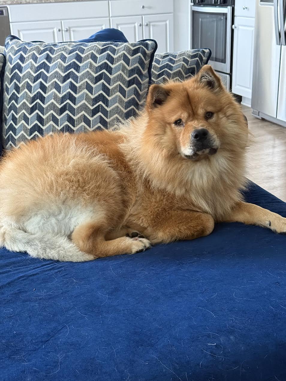 Deliliah, Adoptable, Young Female Chow Chow.