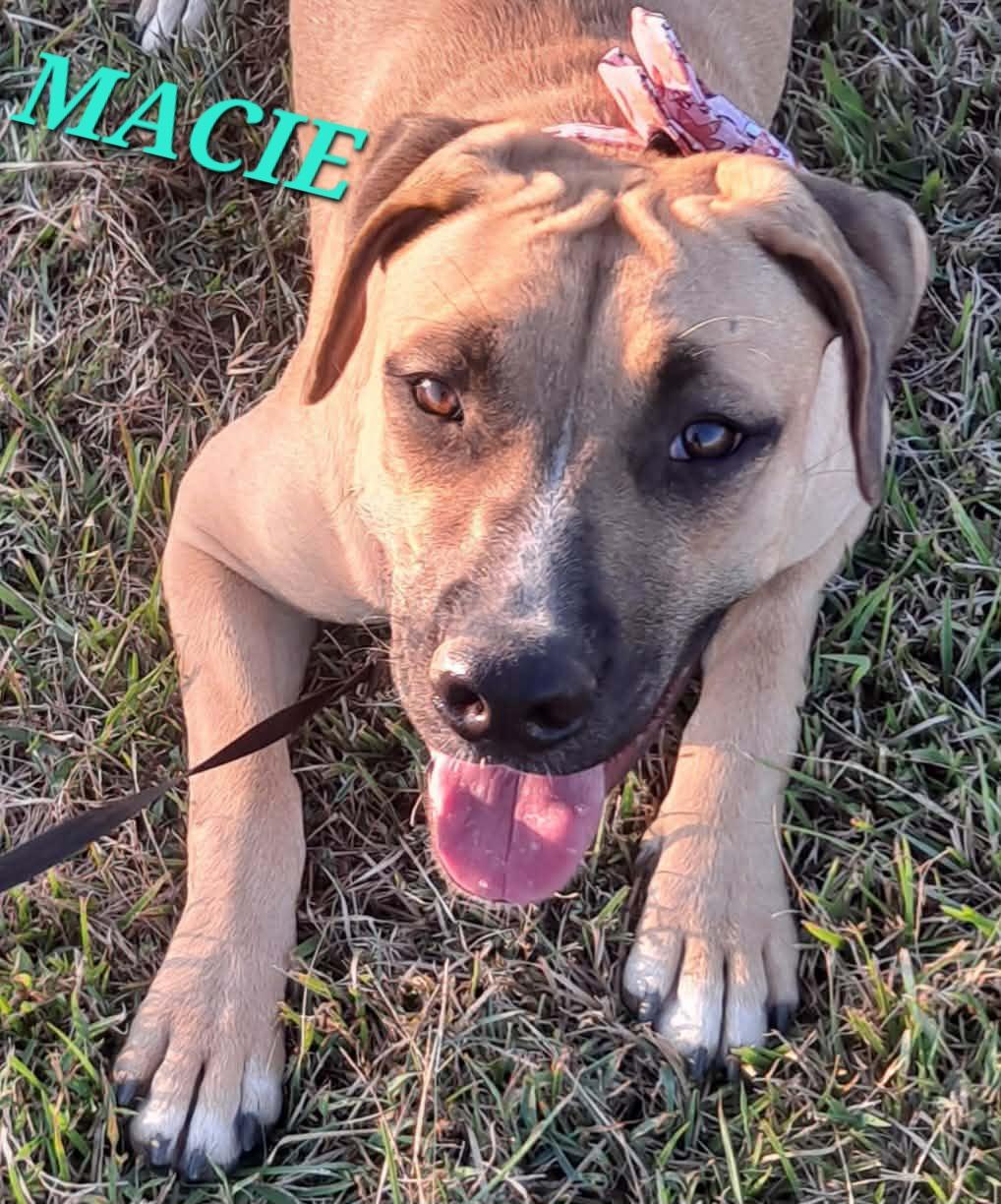 Enlarge Macie, a Adoptable mixed breed in Woburn, MA image 1/2