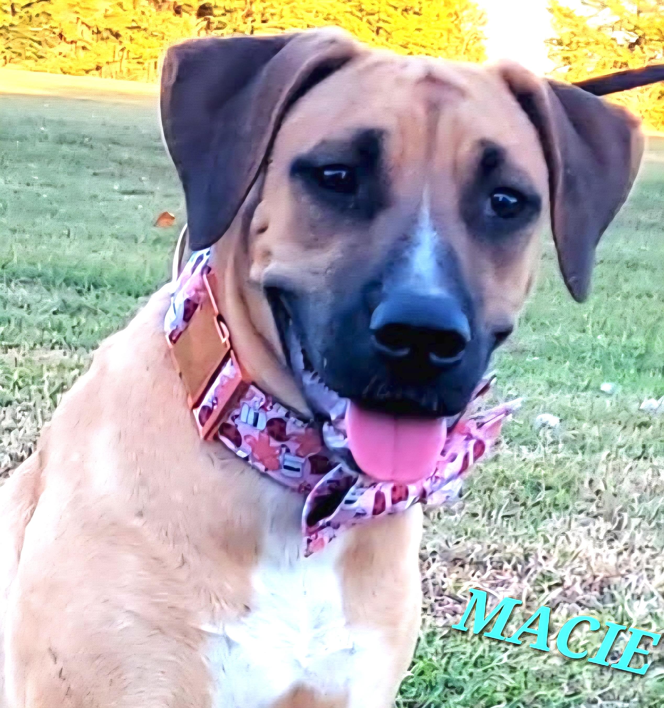 Enlarge Macie, a Adoptable mixed breed in Woburn, MA image 2/2