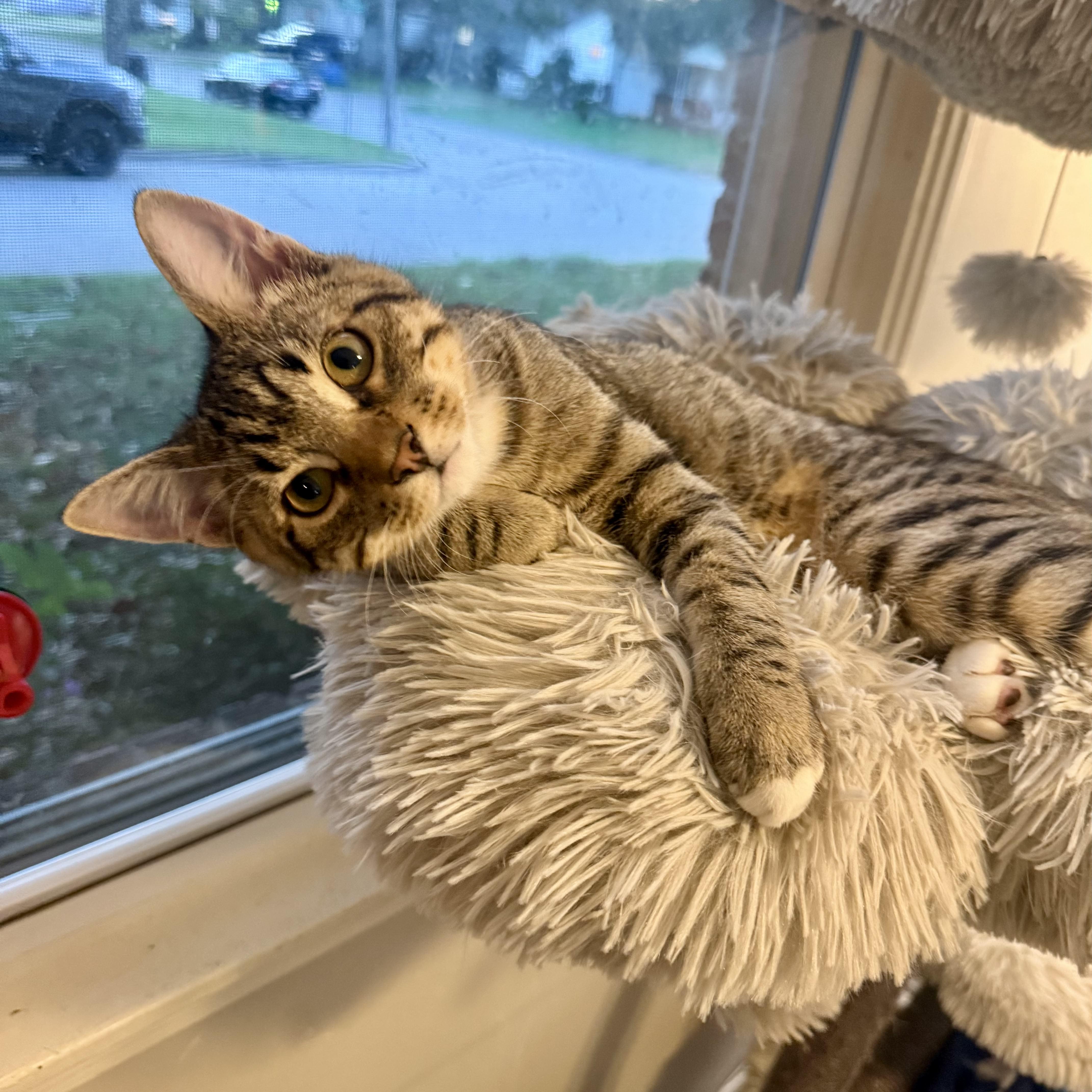 Splinter (& Shredder)