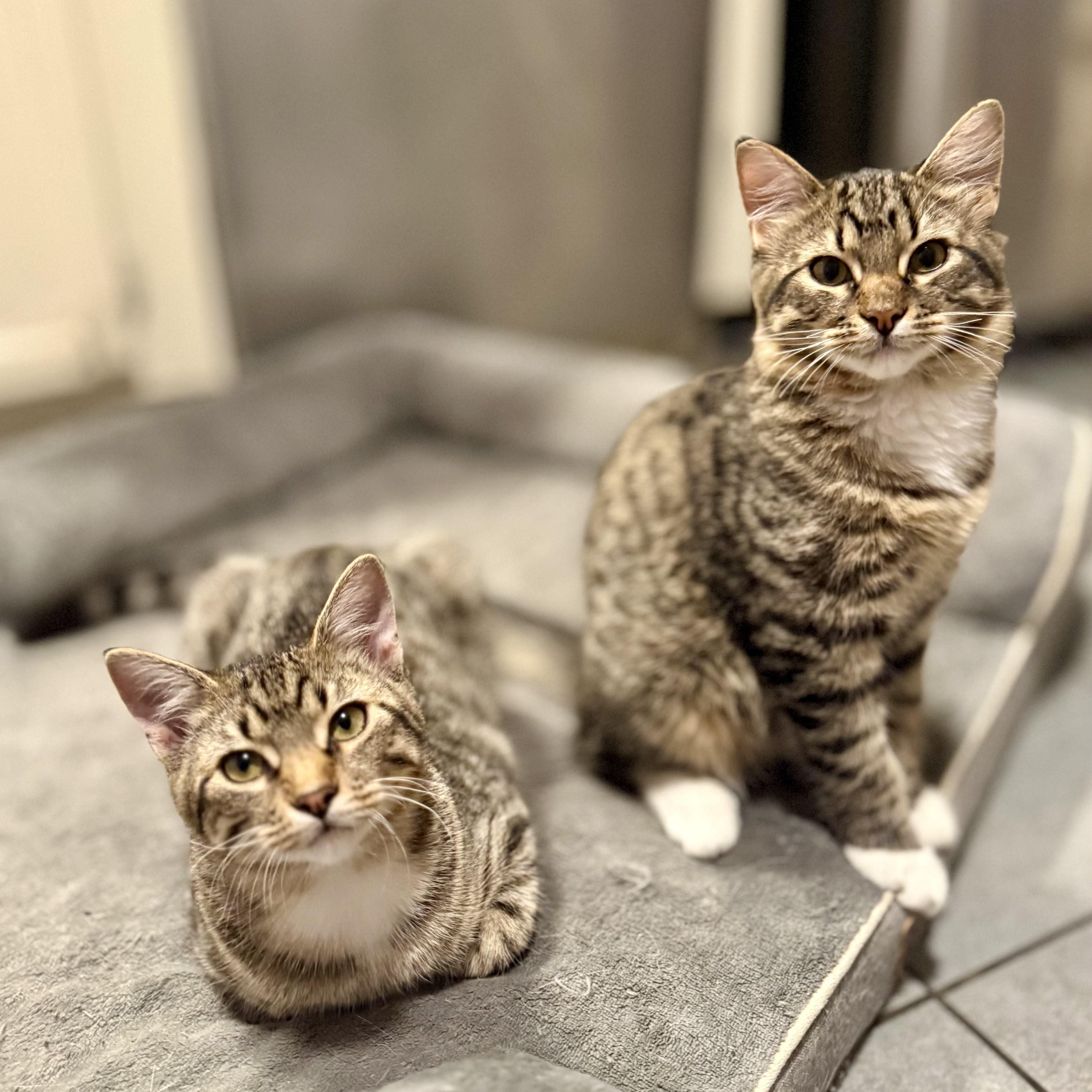 Splinter (& Shredder), a Adoptable mixed breed in Tulsa, OK image 4/6