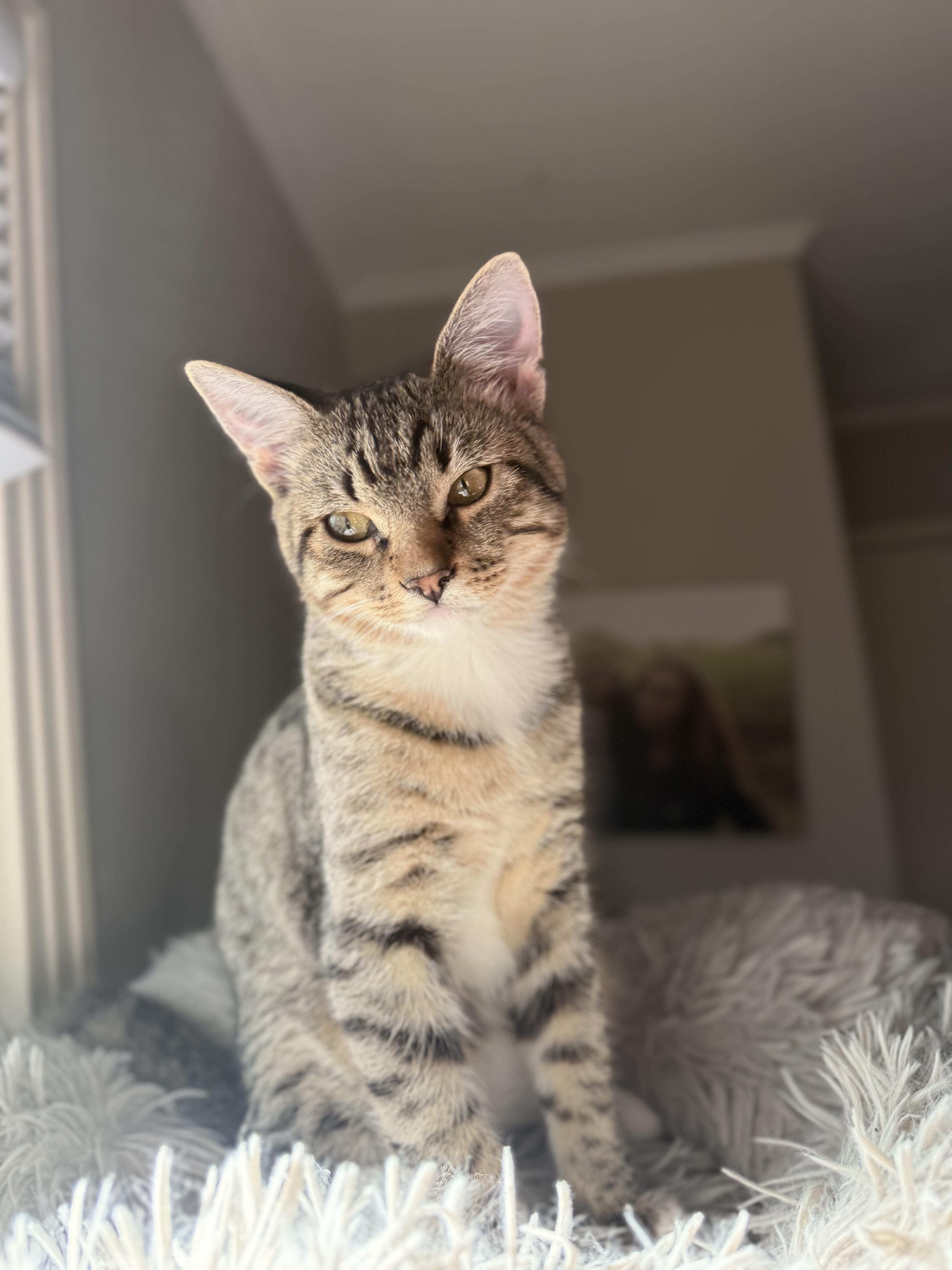 Splinter (& Shredder), a Adoptable mixed breed in Tulsa, OK image 1/6