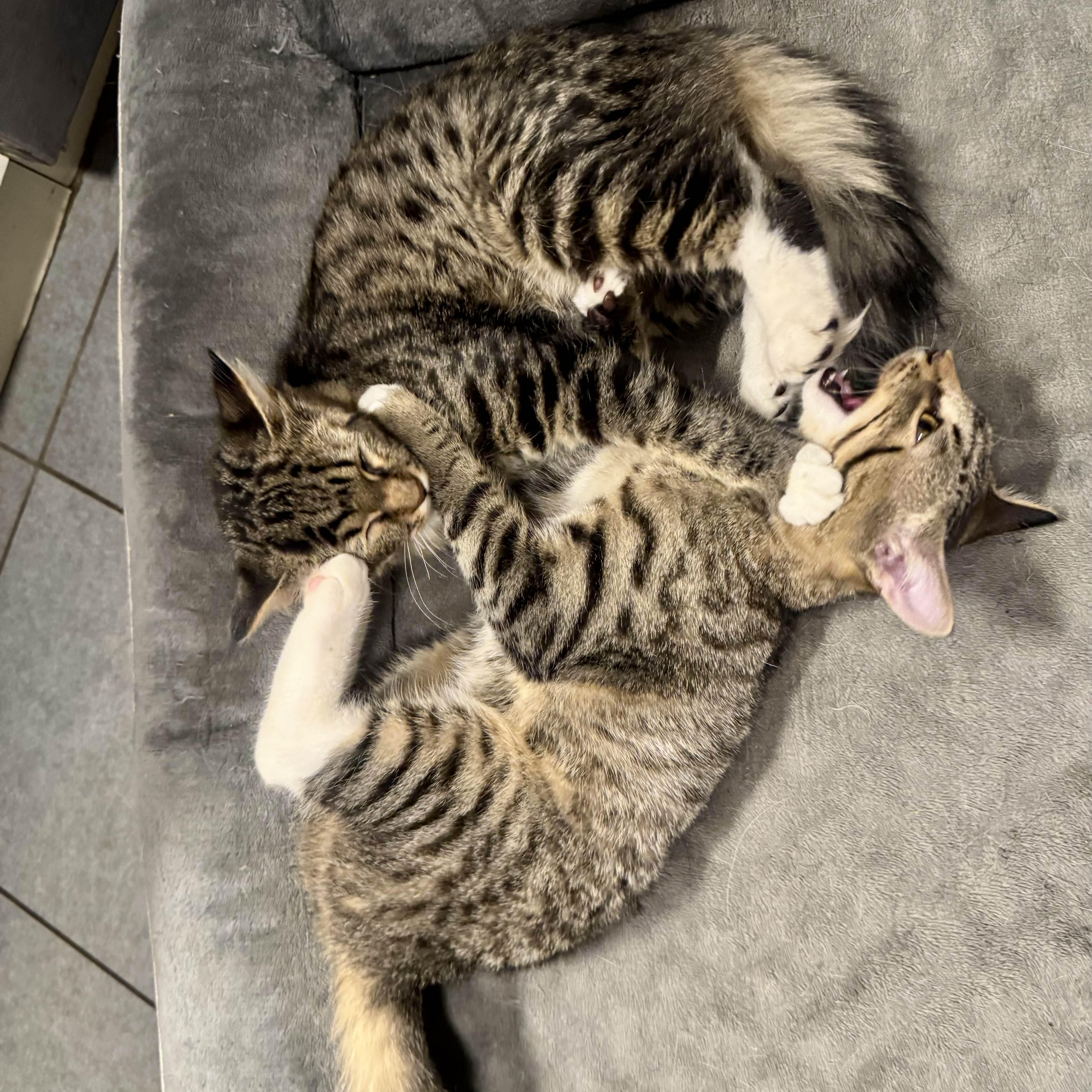 Splinter (& Shredder)