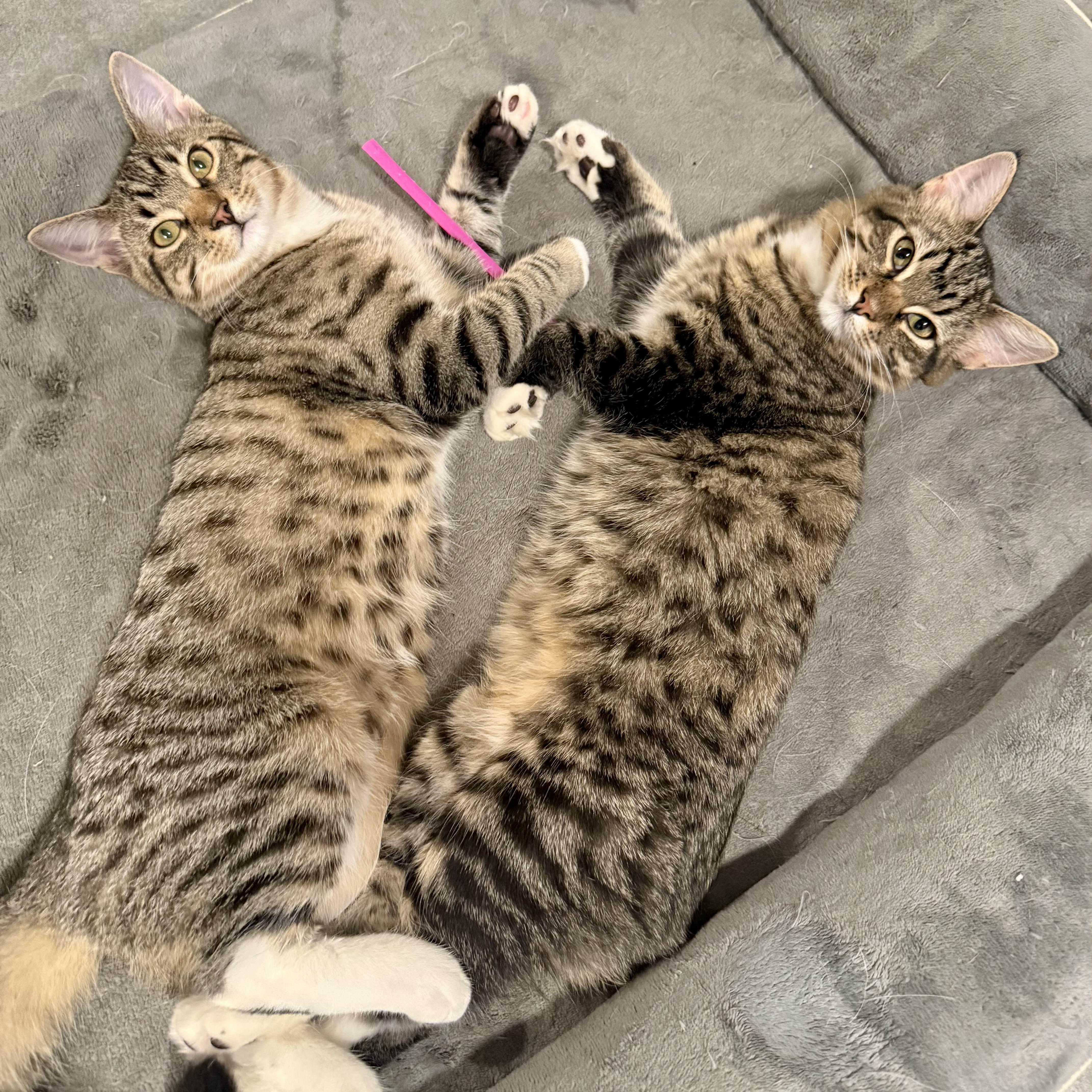 Splinter (& Shredder)