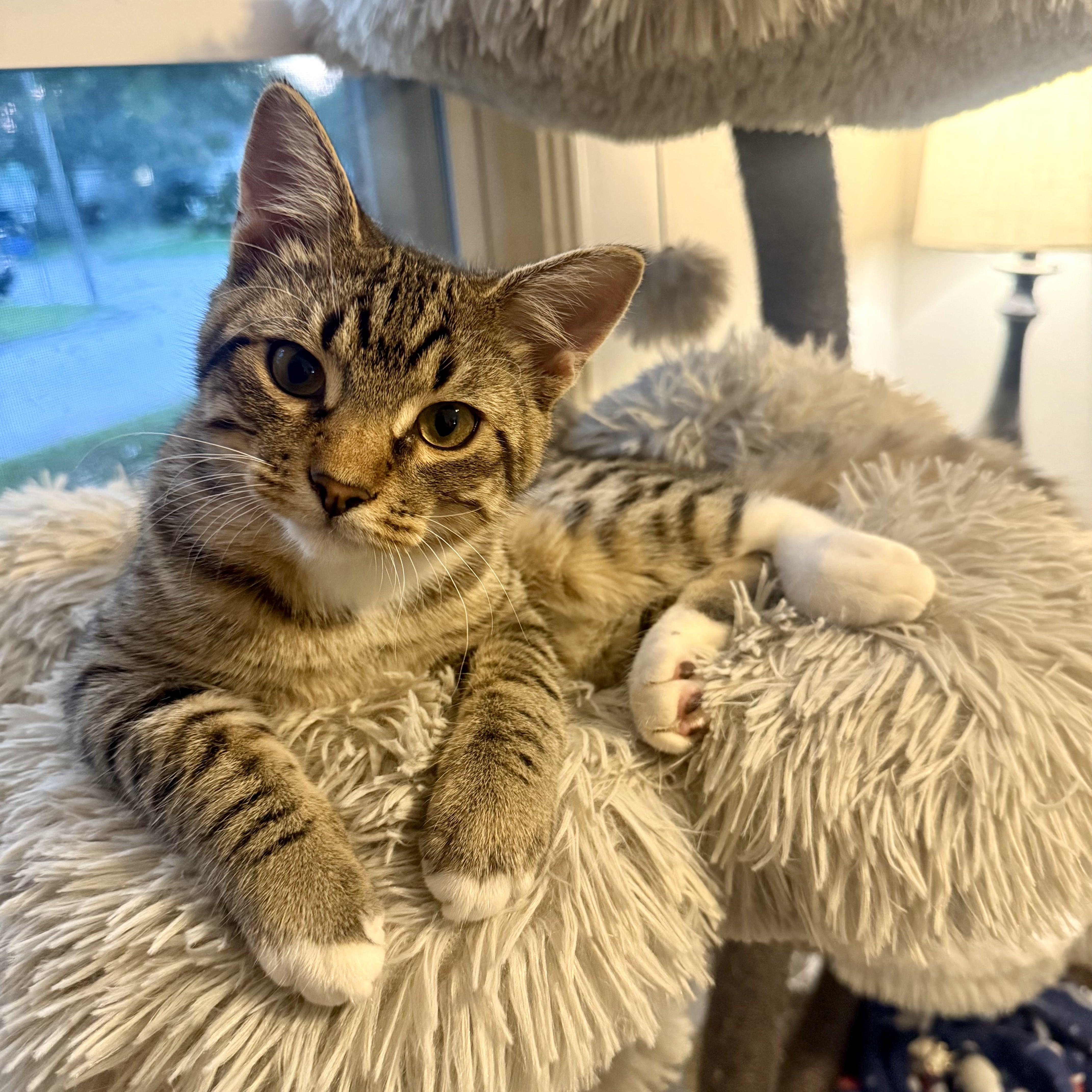 Splinter (& Shredder), a Adoptable mixed breed in Tulsa, OK image 2/6