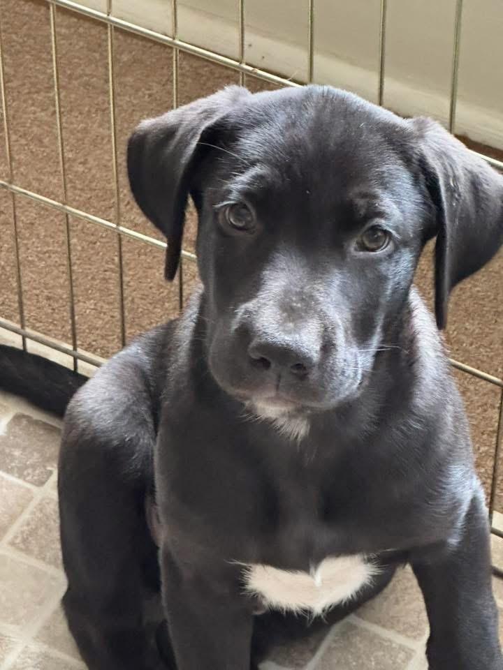 Bertchy / Teddy, Adoptable, Puppy Male Labrador Retriever & Mixed Breed.