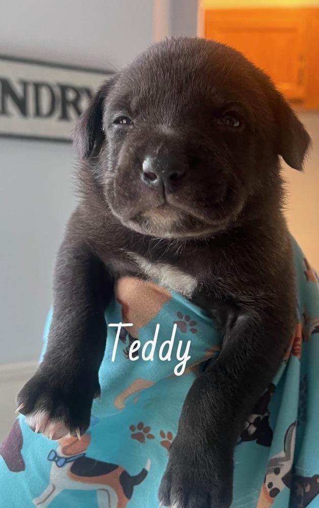 Bertchy / Teddy, Adoptable, Puppy Male Labrador Retriever & Mixed Breed.