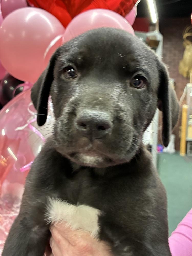 Enlarge Bertchy / Teddy, a Adoptable mixed breed in Broomfield, CO image 2/2