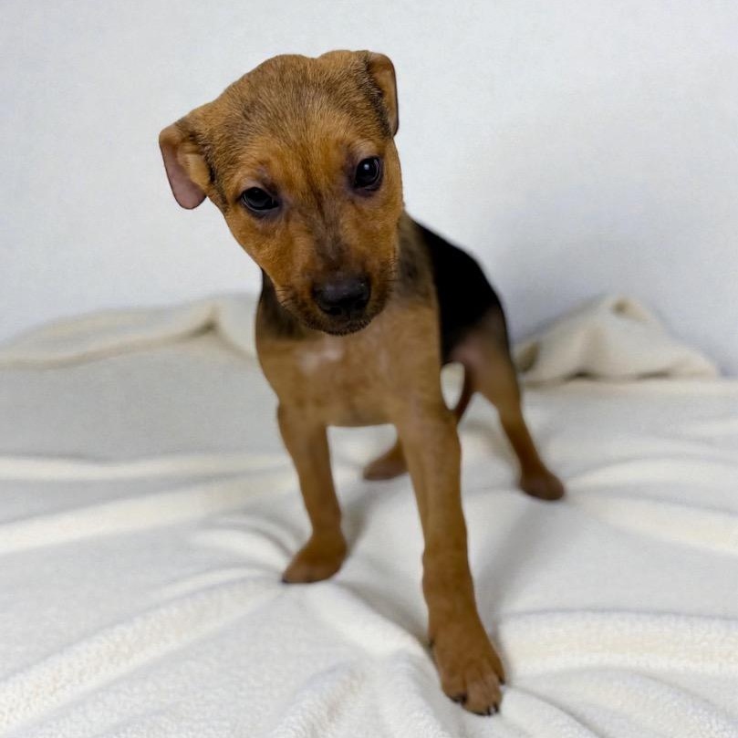 Enlarge Fig, a Adoptable mixed breed in Seattle, WA image 3/5