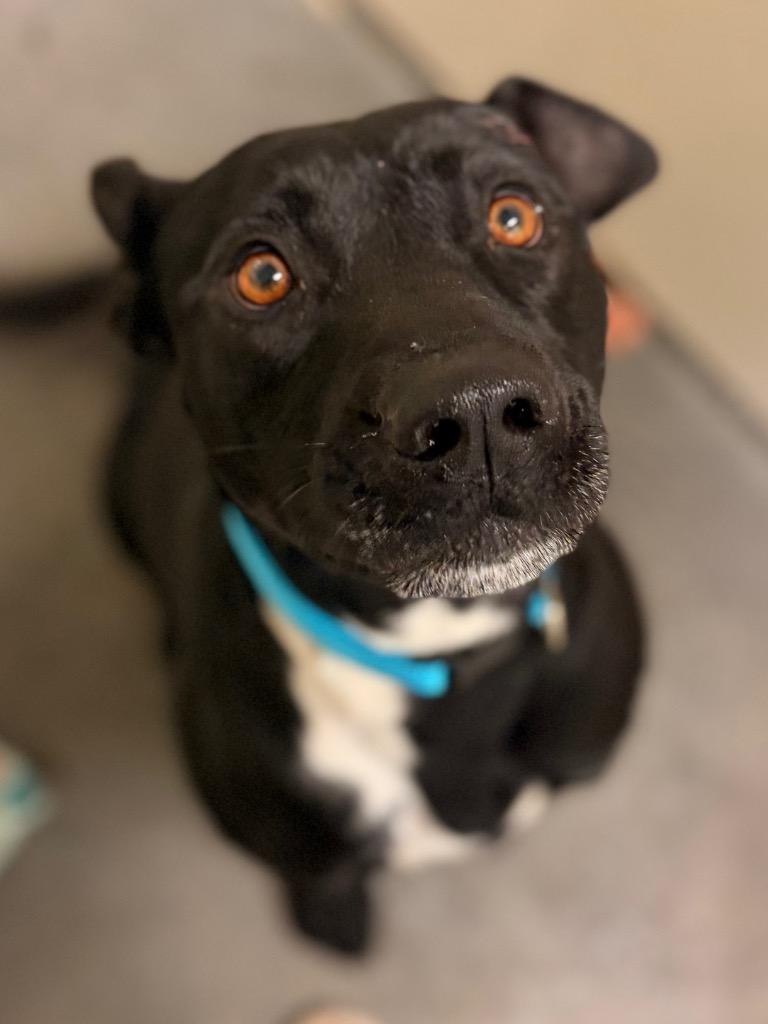 Enlarge Howie, a Adoptable mixed breed in Neosho, MO image 1/6