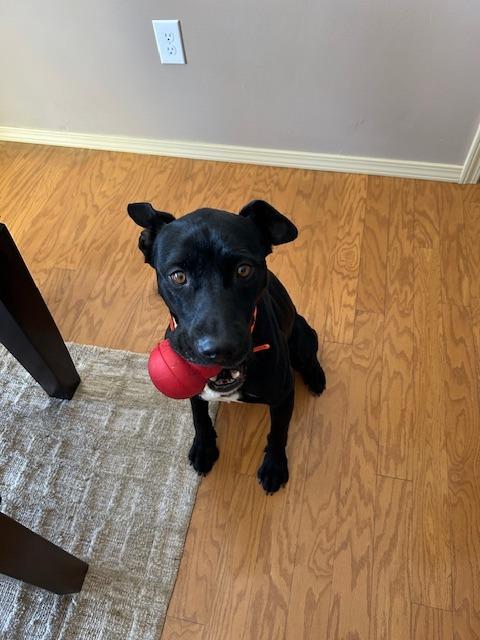 Enlarge Howie, a Adoptable mixed breed in Neosho, MO image 3/6