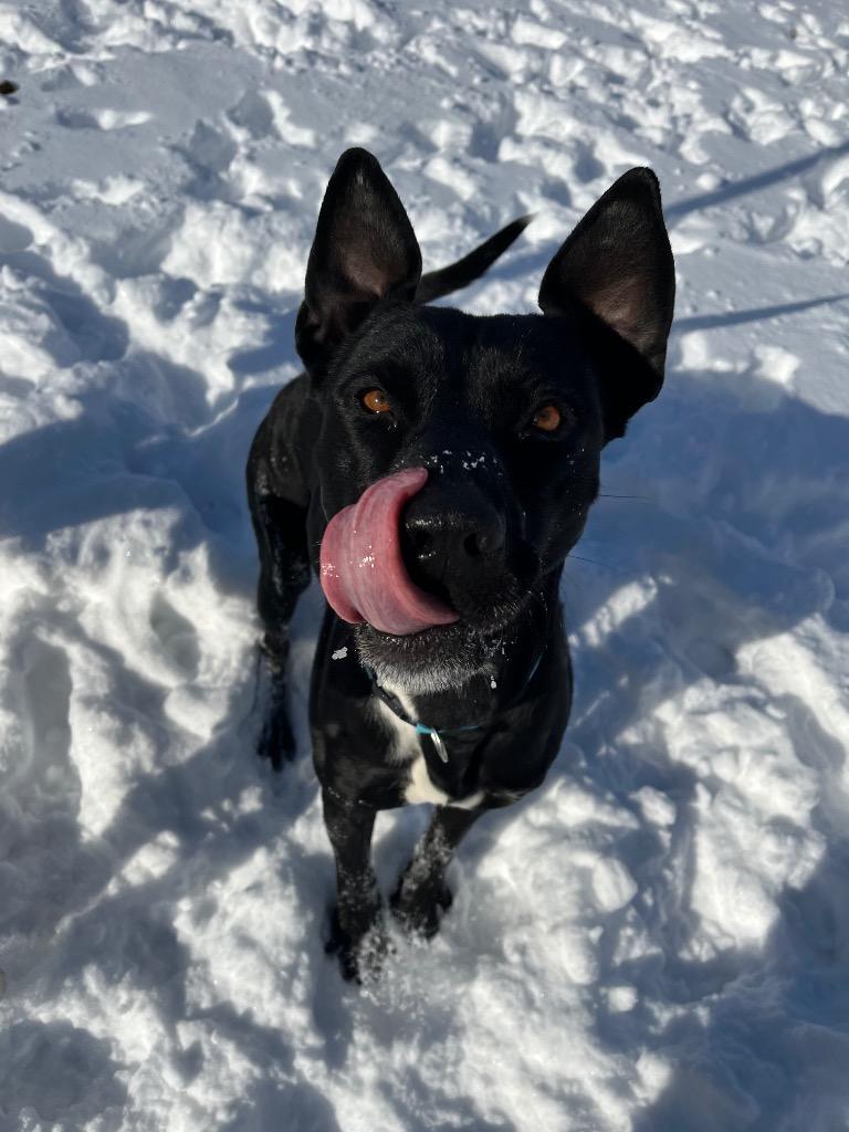 Enlarge Howie, a Adoptable mixed breed in Neosho, MO image 4/6