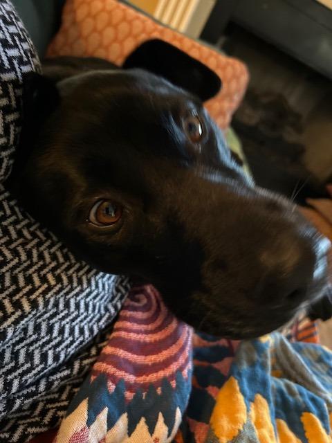 Enlarge Howie, a Adoptable mixed breed in Neosho, MO image 5/6