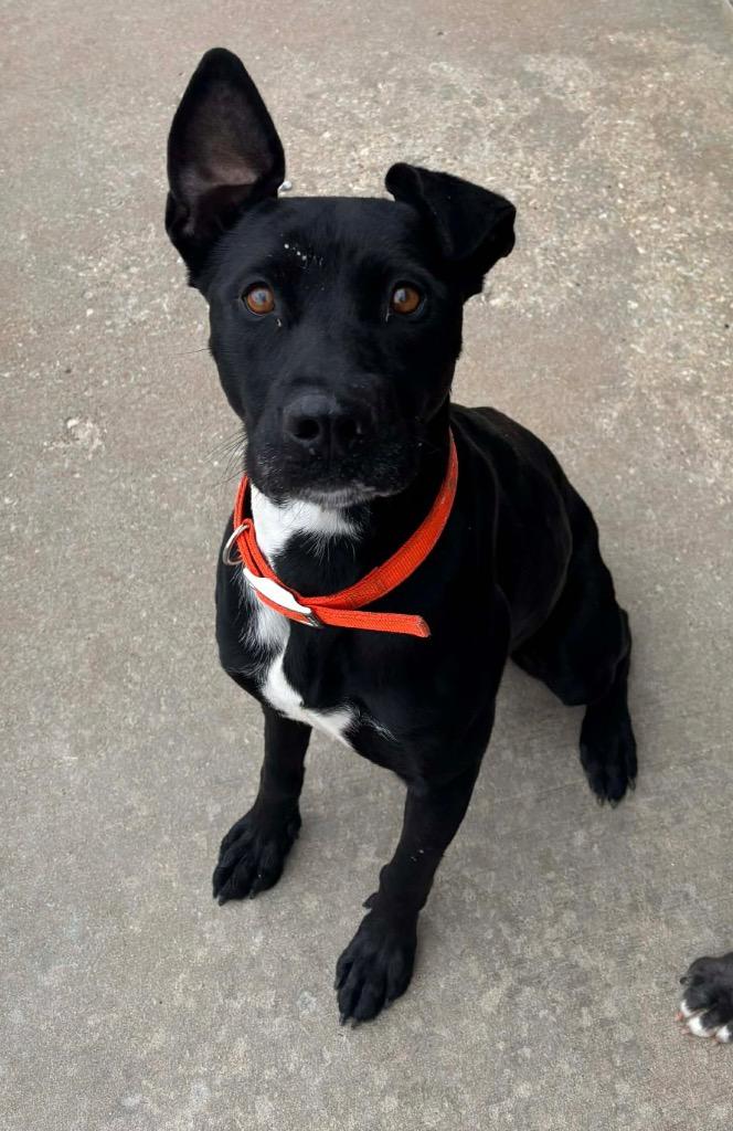 Enlarge Howie, a Adoptable mixed breed in Neosho, MO image 5/6