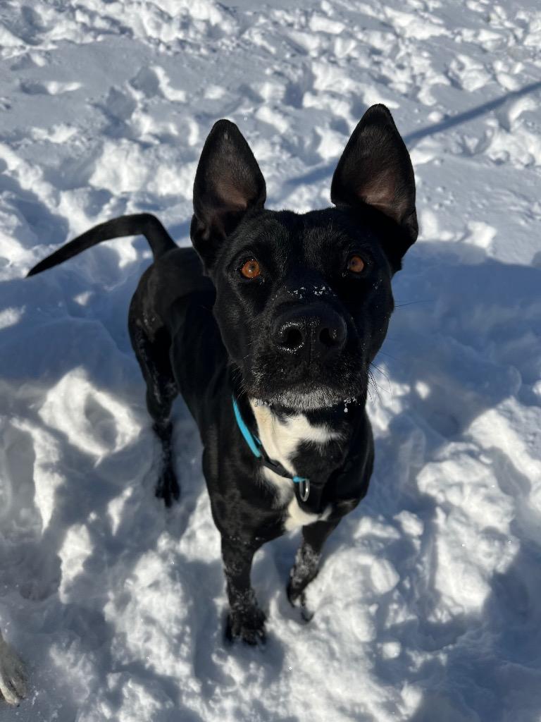 Enlarge Howie, a Adoptable mixed breed in Neosho, MO image 6/6