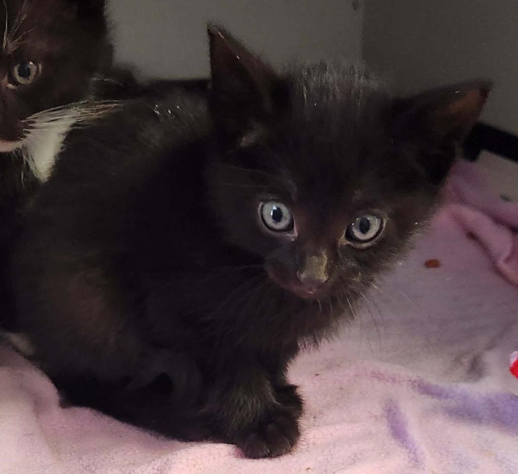 Squash, Adoptable, Kitten Female Domestic Short Hair.