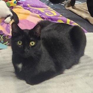 Enlarge Whisper, a Adoptable Domestic Short Hair in Greenfield, IN image 1/3