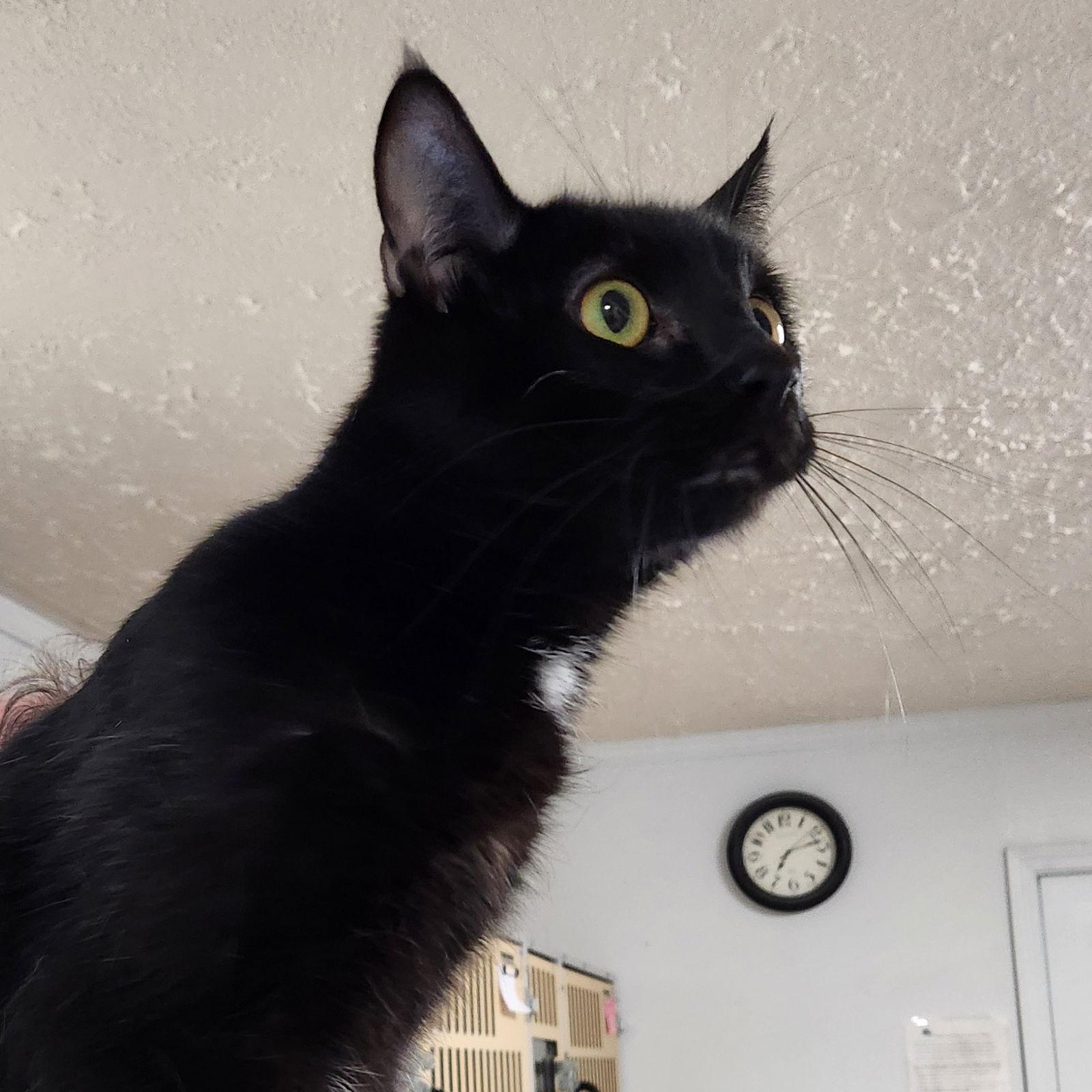 Enlarge Whisper, a Adoptable Domestic Short Hair in Greenfield, IN image 2/3