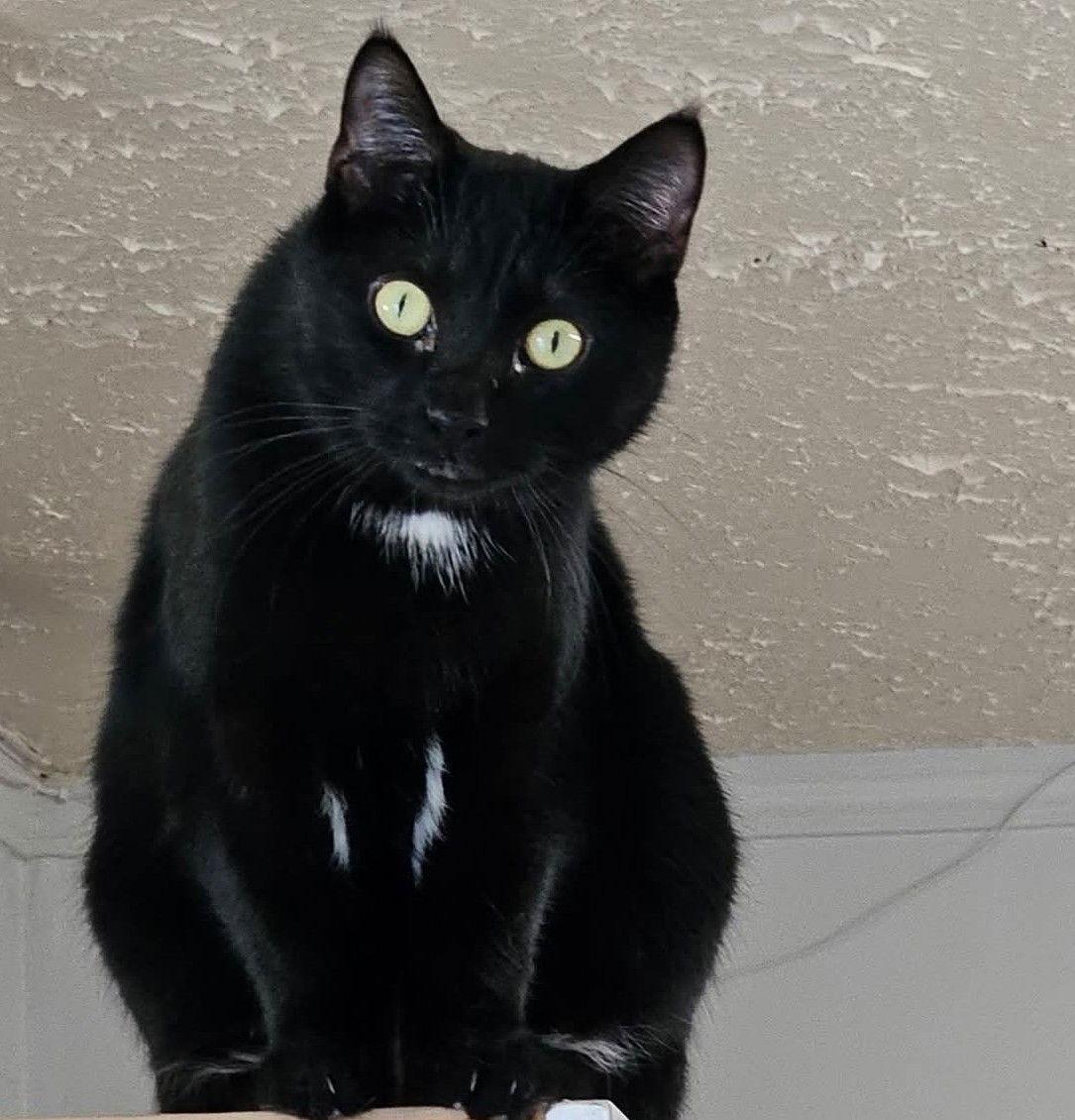 Enlarge Whisper, a Adoptable Domestic Short Hair in Greenfield, IN image 3/3