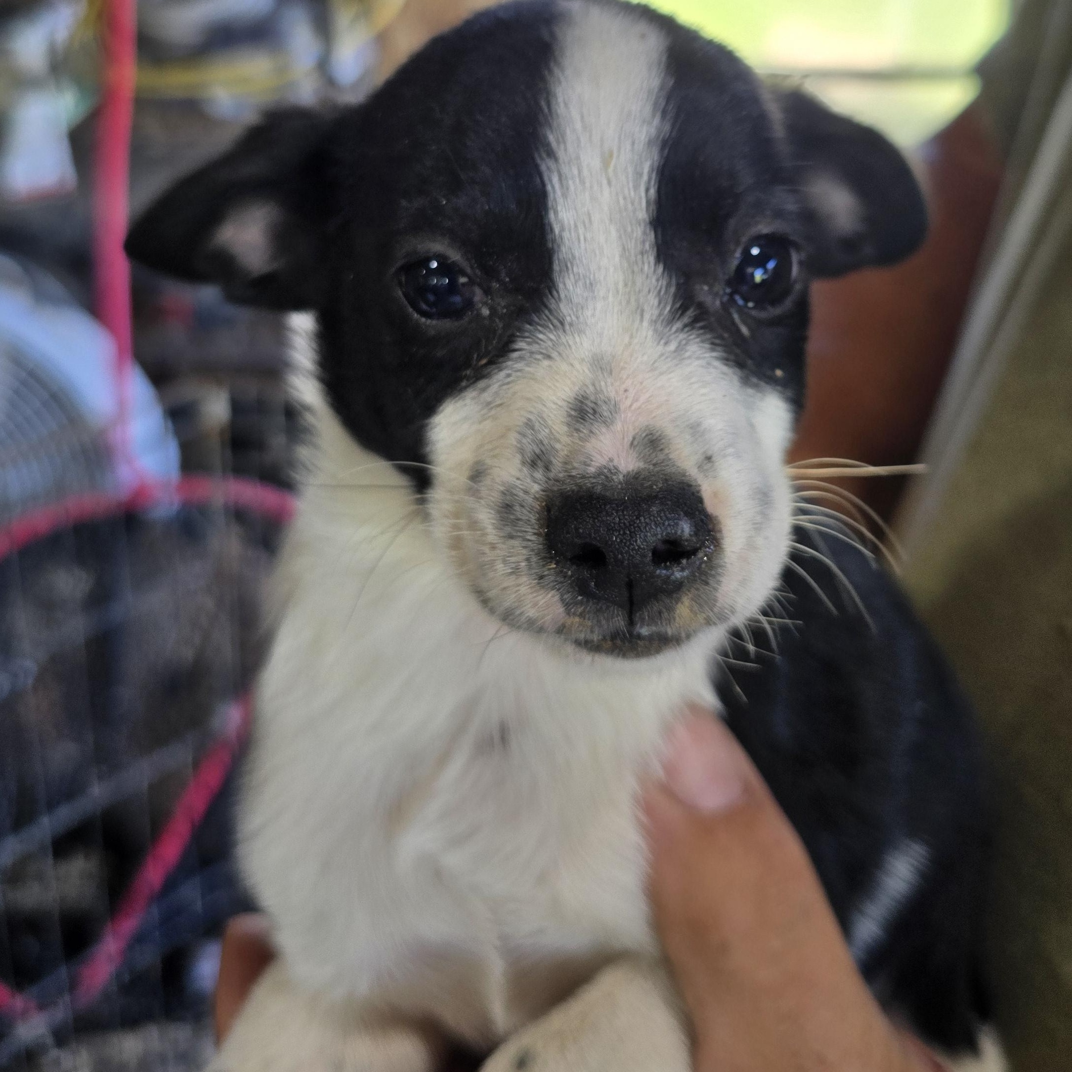 Enlarge Vinnie, a Adoptable mixed breed in Zaleski, OH image 1/2